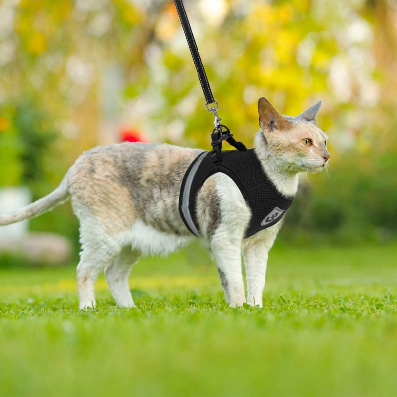 Colete Regulável  e Super Confortável para Cachorro e gato.